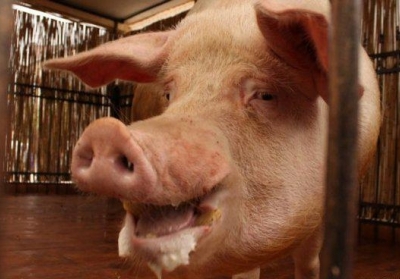 В Харькове объявили карантин из-за африканской чумы свиней