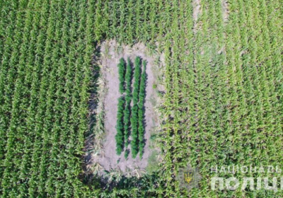 У Чернівецькій області знайшли в кукурудзяному полі десять ділянок з коноплями, - ФОТО