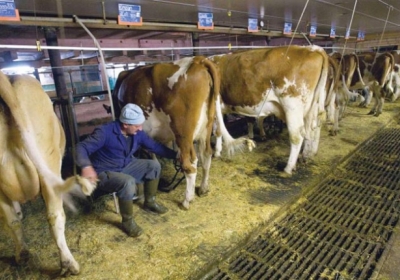 У 2013 році селянам нарахували 468 млн грн дотацій на розвиток скотарства, - Присяжнюк