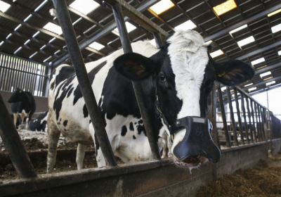 У США придумали, як врятувати екологію: надягатимуть маски на корів