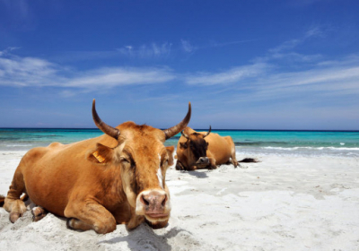 На Корсиці бродячі корови виганяють відпочивальників з пляжів