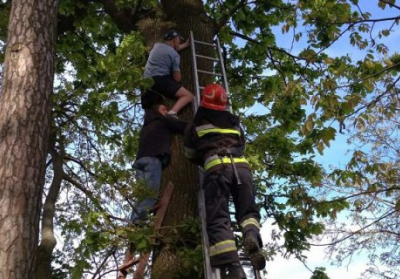 На Рівненщині рятувальники зняли з дерева чоловіка, який поліз за котом, але не зміг спуститися
