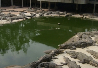 10 тисячам крокодилів загрожує голодна смерть в Гондурасі