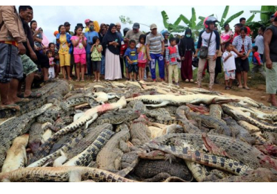 В Индонезии крестьяне убили почти 300 крокодилов из мести