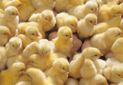 У Грузії сотні курчат вилупилися з вивезених на сміттєзвалище яєць
