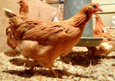 Британские ученые вывели кур, яйца которых помогают в лечении рака