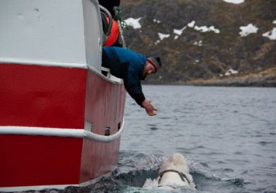 Поблизу Норвегії виявили кита з відеокамерою і написом 
