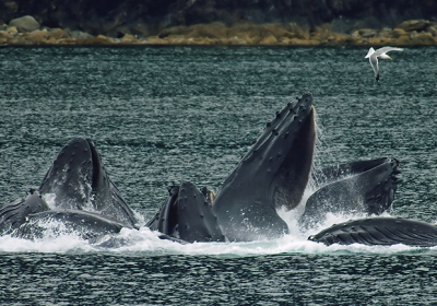 В Японии паром столкнулся с китом: не менее 80 человек пострадали
