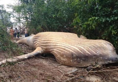 В джунглях Амазонки нашли мертвого кита