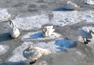 Активісти врятували 70 лебедів, які примерзли до льоду в Житомирській області