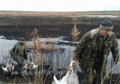 На Київщині двоє чиновників розстріляли лебедів, - ФОТО
