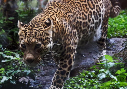 На Полтавщині леопард наскочив на жінку під час того як його вигулював власник