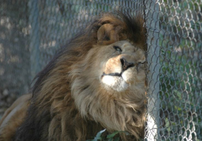 Пʼять левів втекли з вольєра зоопарку Сіднея