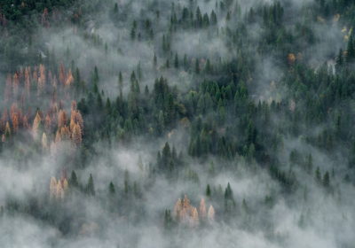 На Земле стало больше лесов за последние 35 лет