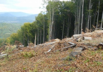 У Львівській області чиновники розікрали лісу на 6,5 млн грн