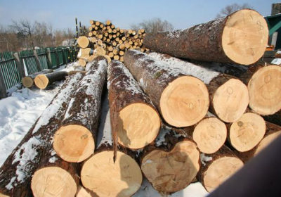 Уряд заборонив експорт паливної деревини  - Шмигаль