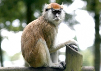 У пожежі в сафарі-парку Англії загинули 13 мавп-гусарів