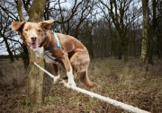 Собака Оззі (Ozzy), яка є поміссю бордер-колі і австралійської вівчарки, є володарем рекорду по найшвидшому ходінню по канату серед собак. 3/5 метрову мотузку пес подолав всього за 18.22 секунди. Рекорд був зафіксований в центрі порятунку тварин FAITH в місті Норфолк, Англії.