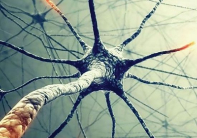 Говорят, что нервные клетки не восстанавливаются, но ученым удалось