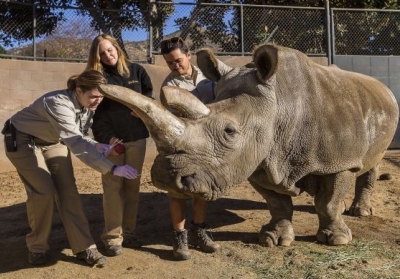 В США умер один из последних северных белых носорогов