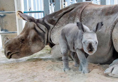 Уперше у світі народився рідкісний носоріг шляхом штучного запліднення, - зоопарк Маямі
