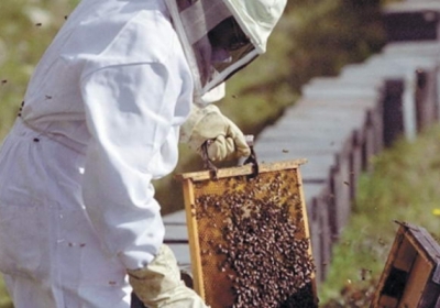У 2013 році Україна експортувала понад 17 тис тонн меду