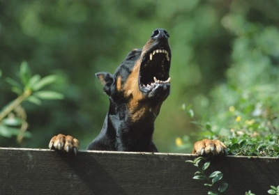 В одном из городов Франции собакам запретили громко лаять