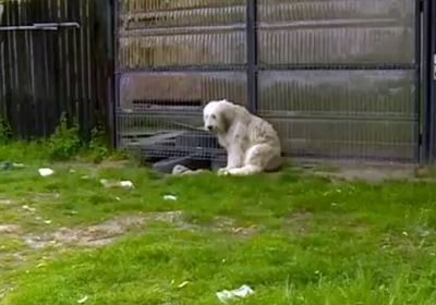 В Румунії пес п'ять років чекає на свого померлого господаря, - ВІДЕО