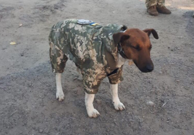 Фронтовому собаке 72-й бригады сшили военную форму