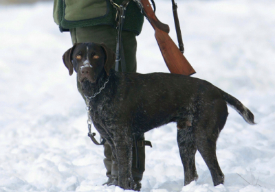 В России пес застрелил хозяина из охотничьего оружия
