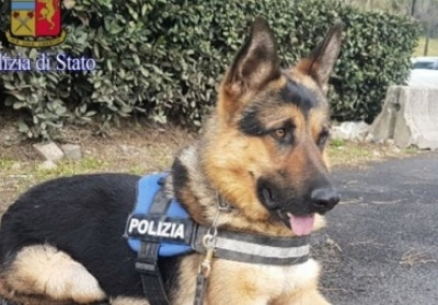 Римська поліція взяла на службу безпритульного собаку
