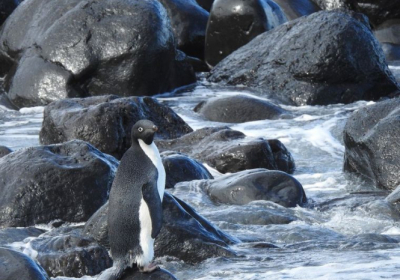 Пінгвін проплив 3000 км і дістався до Нової Зеландії