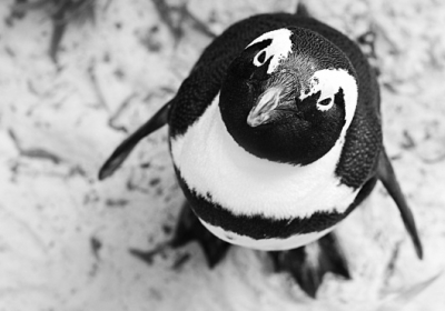 З'явилося відео з повністю чорним пінгвіном, який може бути єдиним на Землі 