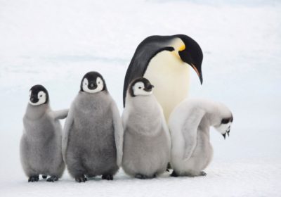 Колонія королівських пінгвінів скоротилася на 90% за 30 років
