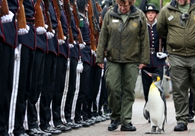 У Норвегії королівський пінгвін 