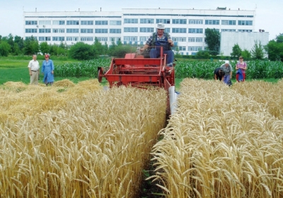 Єгипет у 2013 році викреслить Україну зі списку постачальників пшениці
