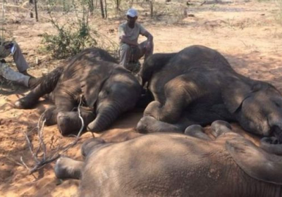 У Ботсвані вбили майже сто слонів