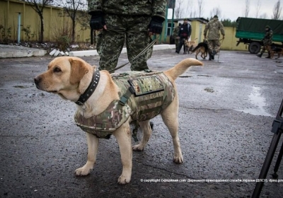 Луганские пограничники одели служебных собак в бронежилеты