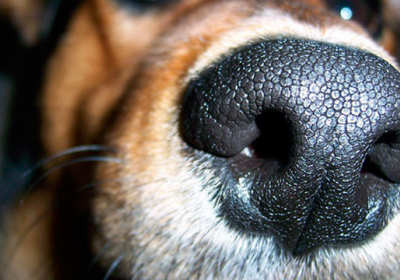 Собаки можуть відчувати напад епілепсії в людини