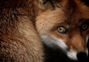 Британское правительство отказалось рассматривать вопрос возврата охоты на лис