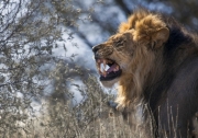 В Южной Африке львы съели браконьера