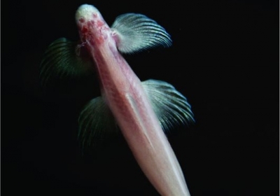 Вчені знайшли рибу, яка може ходити по суші