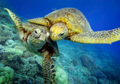 Багато видів морських черепах можуть зникнути через глобальне потепління