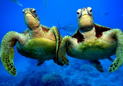 У Південній Америці знайшли рештки вимерлої черепахи розміром з автомобіль