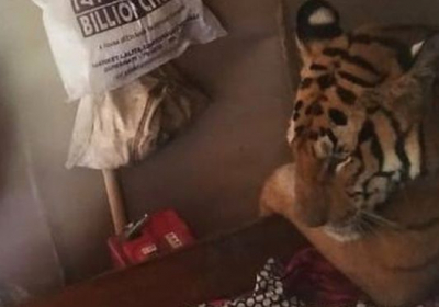 В Индии тигрица, которая спасалась от наводнения, попала в дом местных жителей и проспала весь день