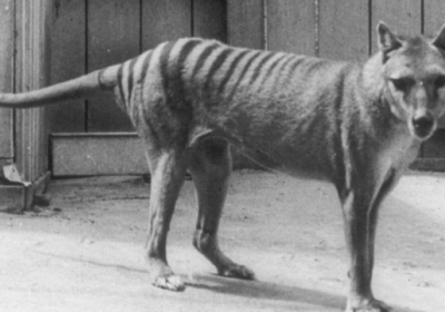 Тасманійський тигр: вчені сподіваються відродити сумчастих тварин після їх вимирання