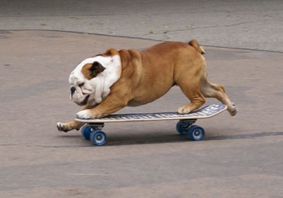 Умер самый известный в мире пес-скейтбордист, занесенный в Книгу рекордов Гиннеса