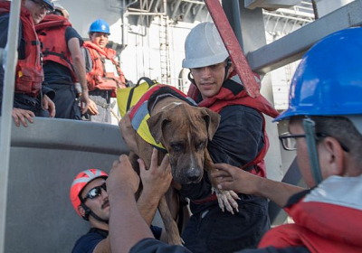 У Тихому океані врятували двох жінок і собак, які дрейфували 5 місяців, - ВІДЕО