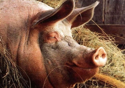 Євросоюз дасть грошей Україні на боротьбу з чумою у свиней