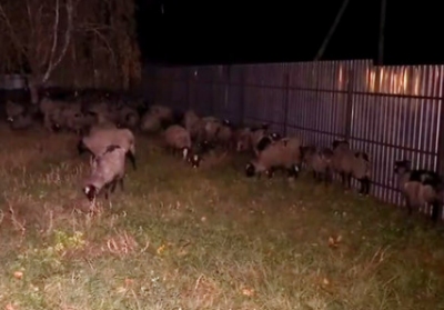 Фуру з вівцями розвантажили у Тульчині: загинули 54 тварини